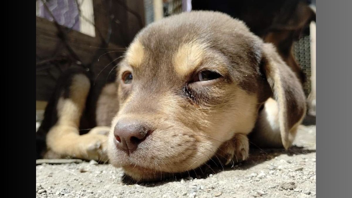 Amecameca: lanzan campaña virtual para adopción de 300 perros