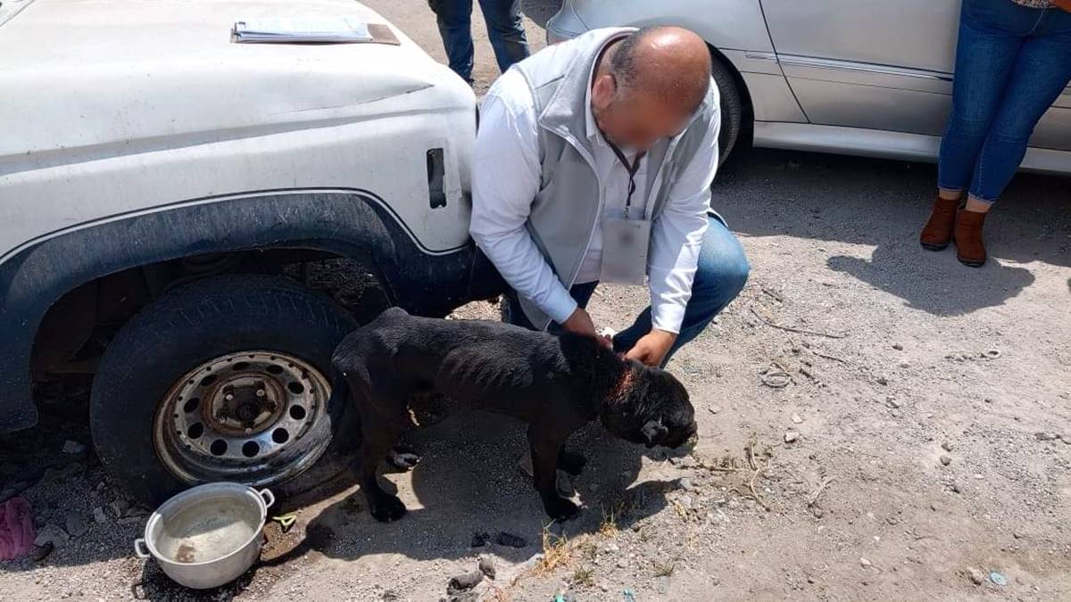 Chimalhuacán: Rescata Propaem a perro desnutrido y lastimado (imágenes sensibles)