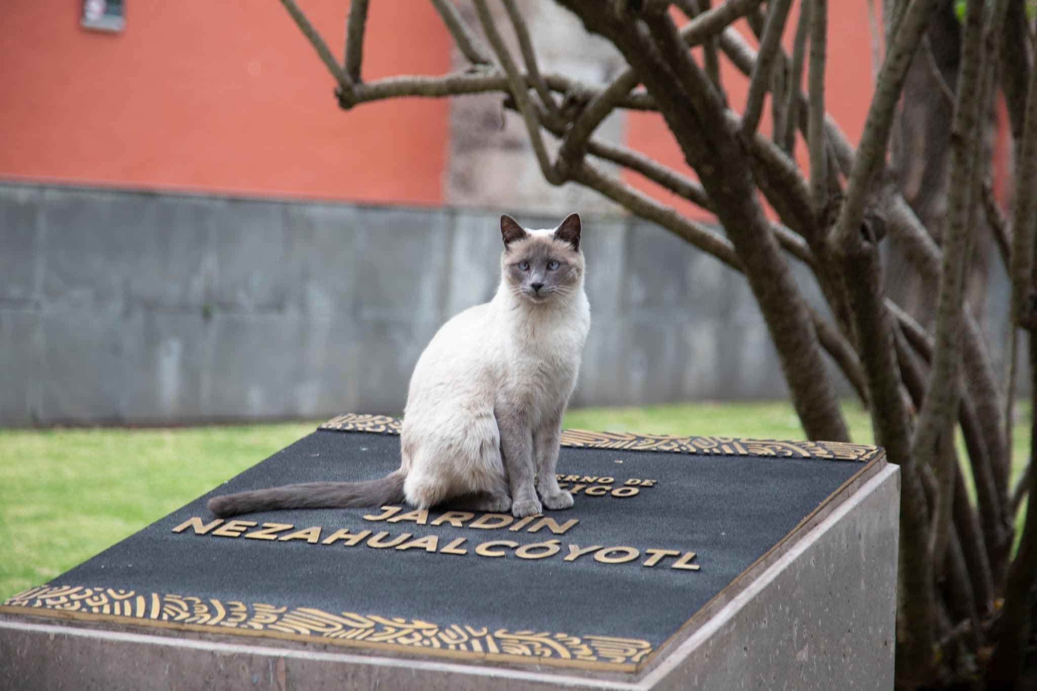 Gatos que viven en Palacio Nacional son reconocidos como “activos fijos”