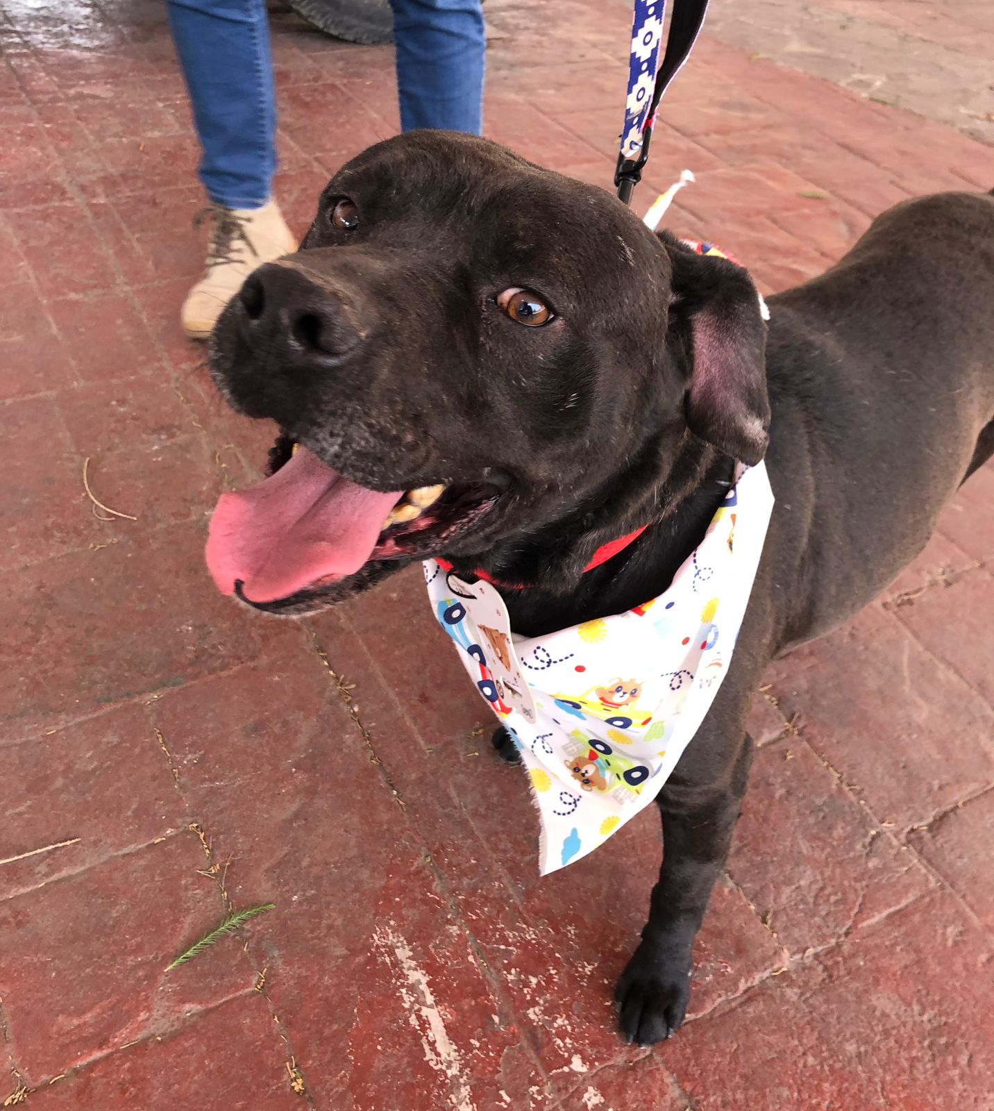 Toluca celebra el Día Mundial de los Animales