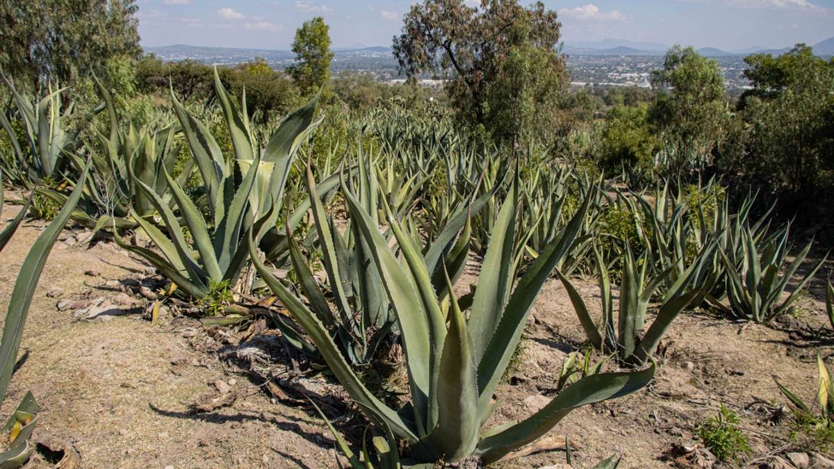 Edomex es segundo lugar nacional en la producción de Maguey Pulquero