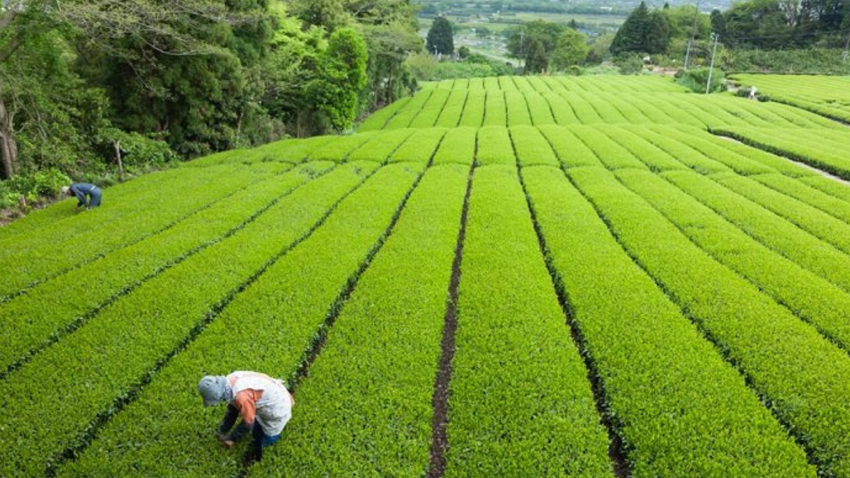 Apunta Luis Doporto Alejandre a rentabilidad de agricultura regenerativa