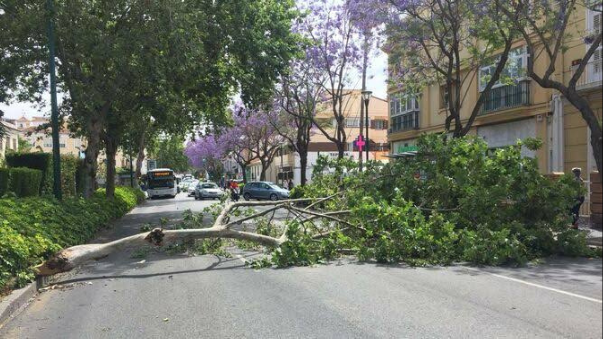 PC, vigila en Atizapán 300 árboles que están enfermos o muertos y que se podrían desplomar por lluvias