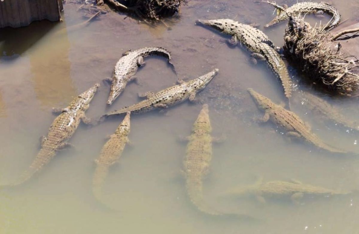 ¡Terrible! Madre arroja a su hijo con discapacidad a río infestado de cocodrilos