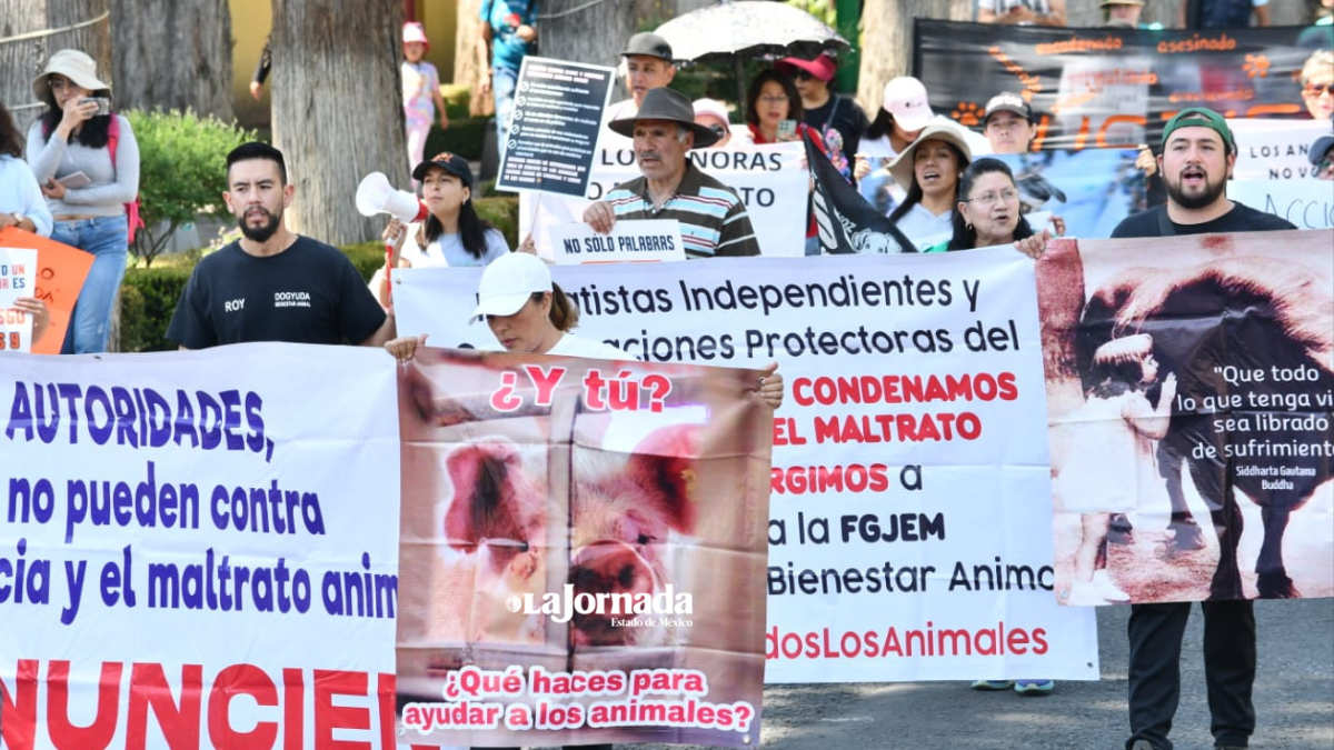 Toluca: Marchan por los derechos de los animales