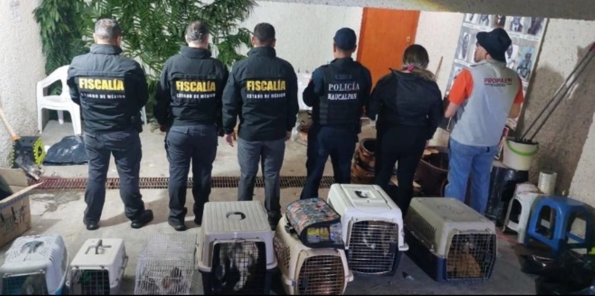 Naucalpan: Rescata FGJEM a 27 animales destinados para sacrificio por santería