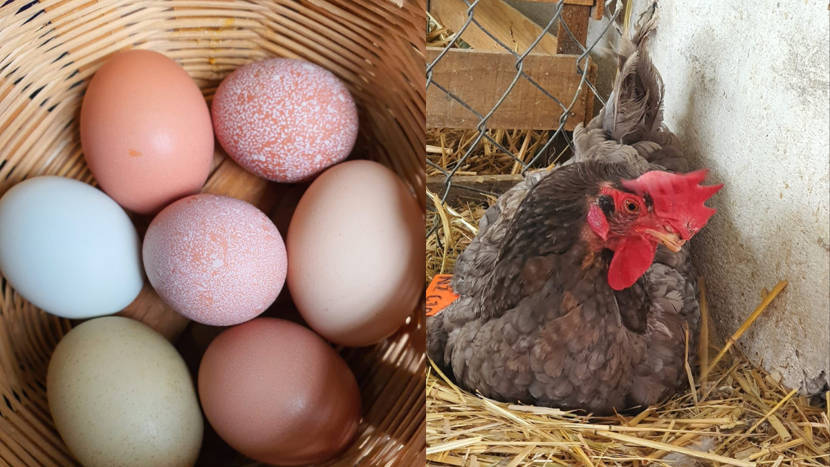 Chapingo capacita a mujeres para la cría de gallinas