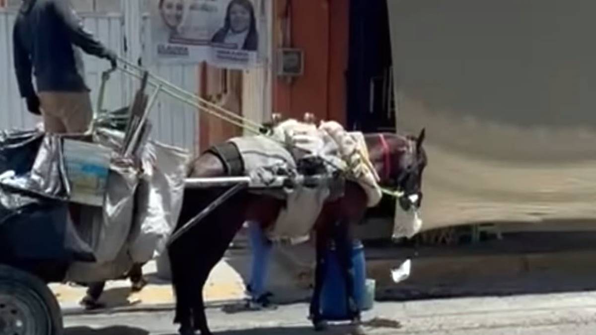 Chimalhuacán: activistas logran rescate de equino tras agresiones y amenazas