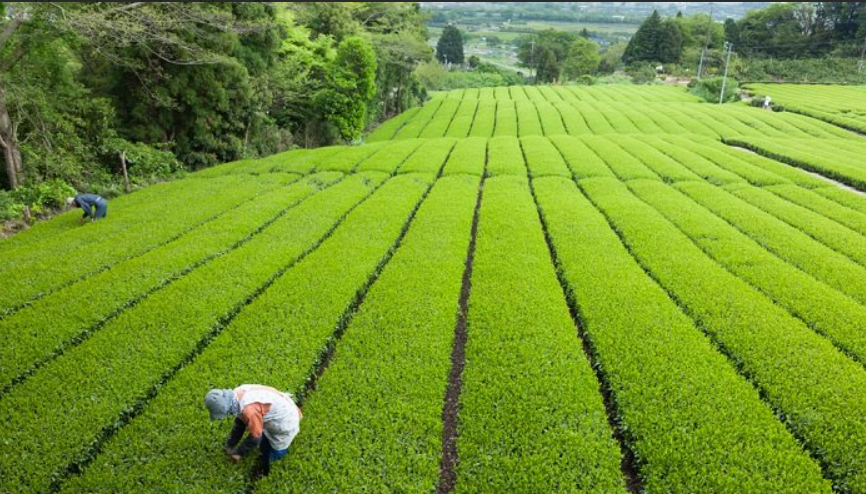 Apuntan a rentabilidad de agricultura regenerativa