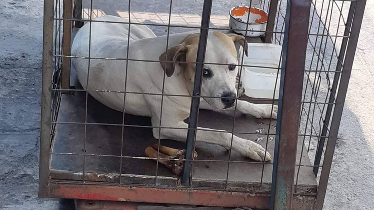 Nezahualcóyotl: Rescatan a mascota que mantenían en un jaula