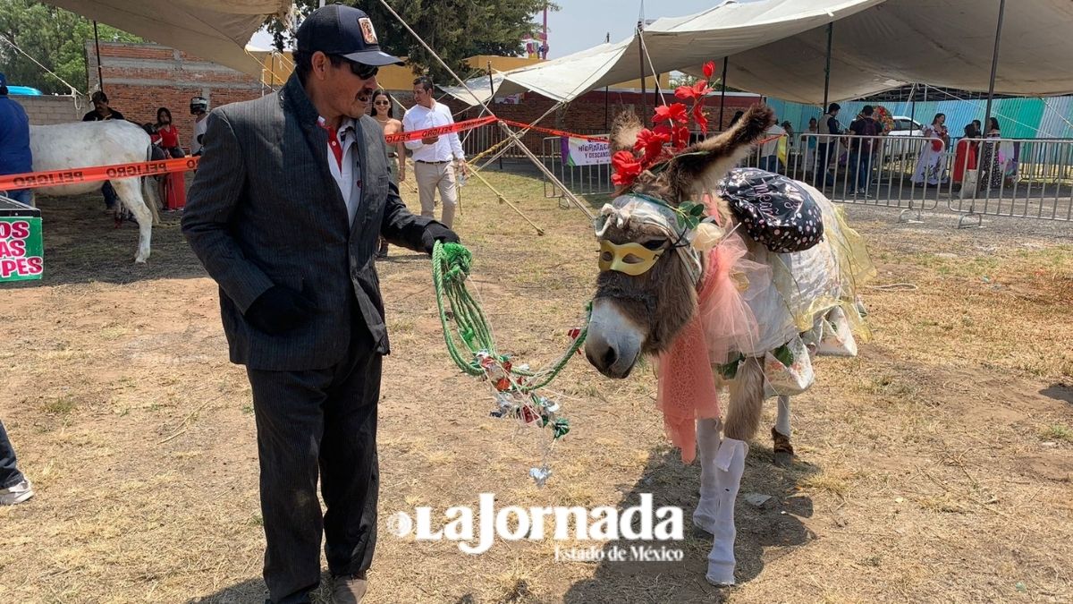 Otumba: The Donkey Sanctuary hará un censo y diagnóstico de los burros