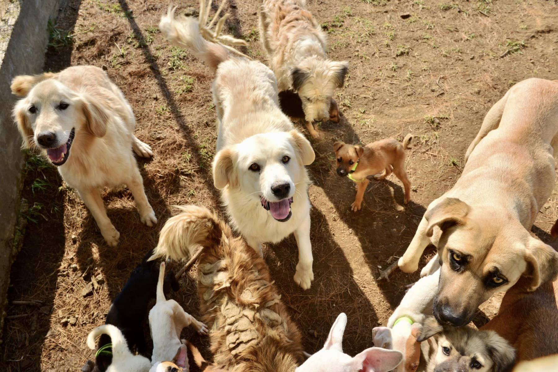 Edomex: Te explicamos cómo registrar a tus perros y gatos como animales de compañía