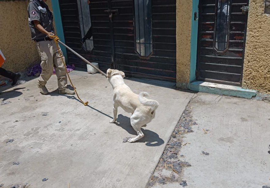 Rescatan a perrito en condiciones de abandono en Chimalhuacán