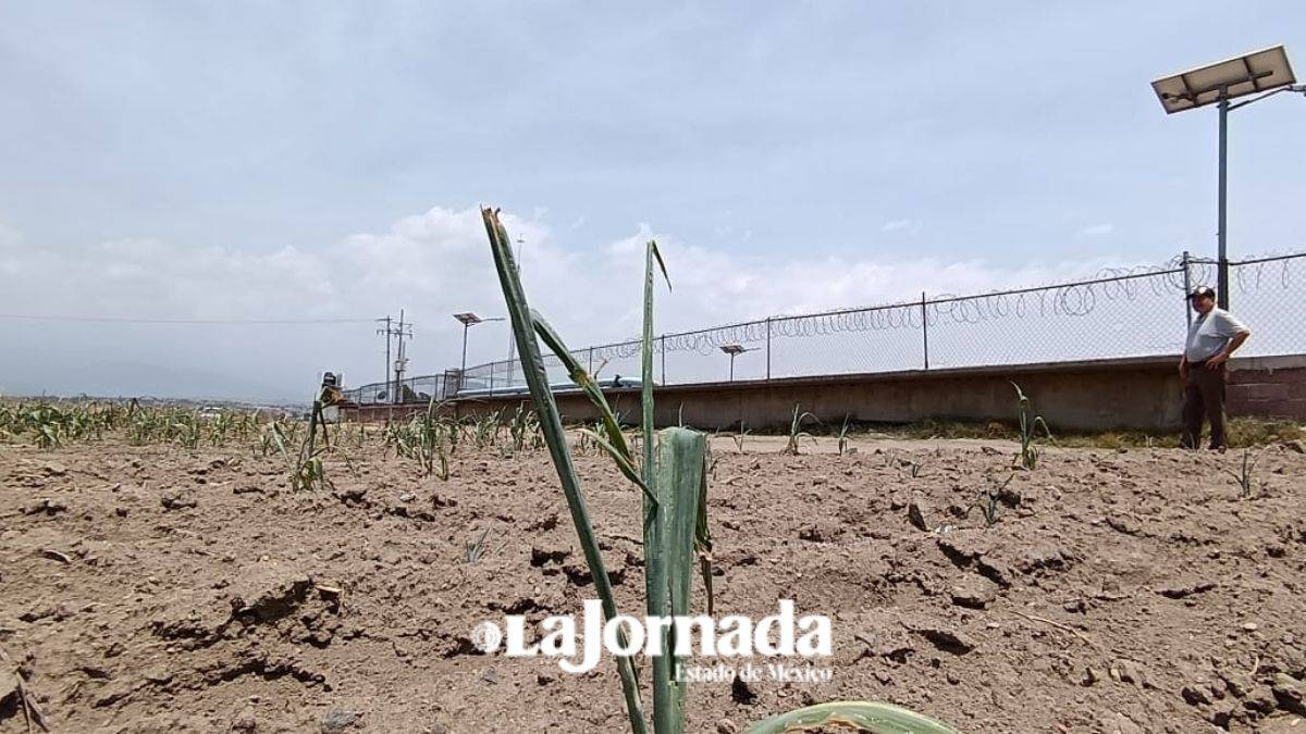 Campo analiza indemnización a productores, maíz el más afectado en toda la entidad