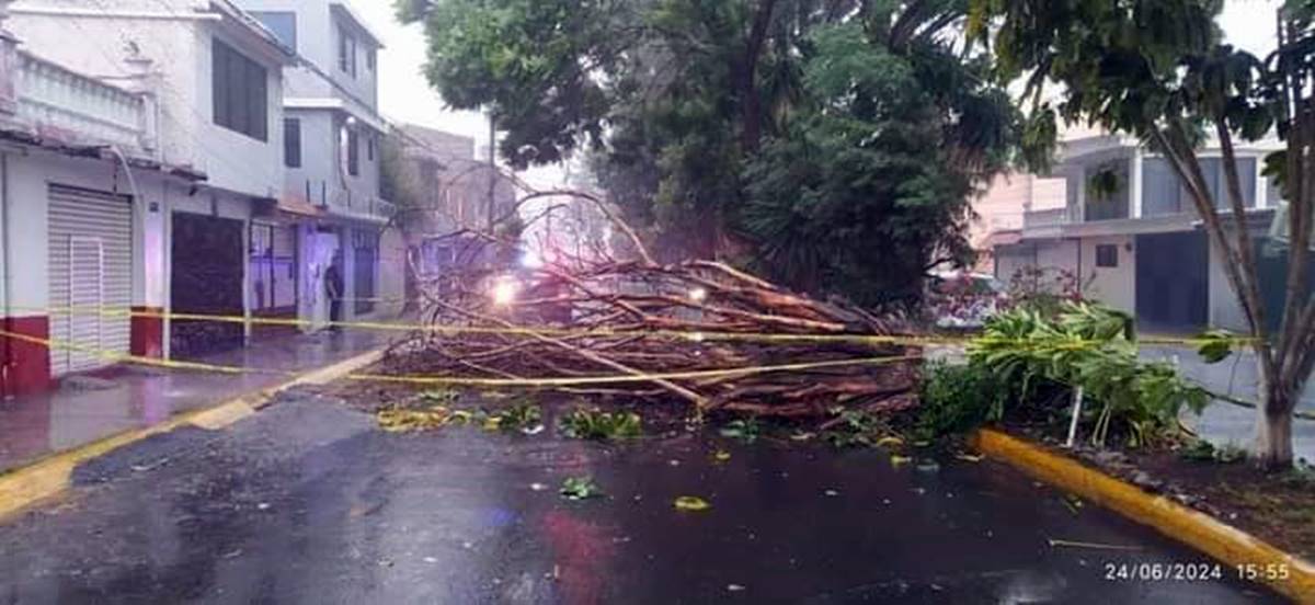 Edomex: lluvias ocasionan caída de árboles y encharcamientos