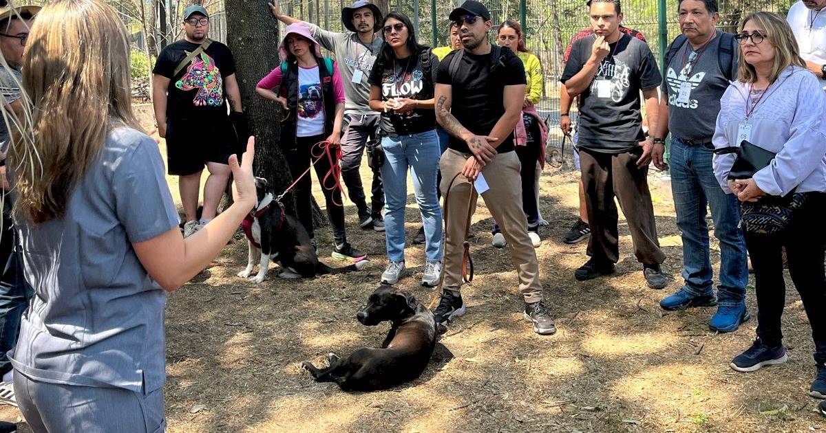 CDMX hará padrón de paseadores de perros; esto es lo que sabemos