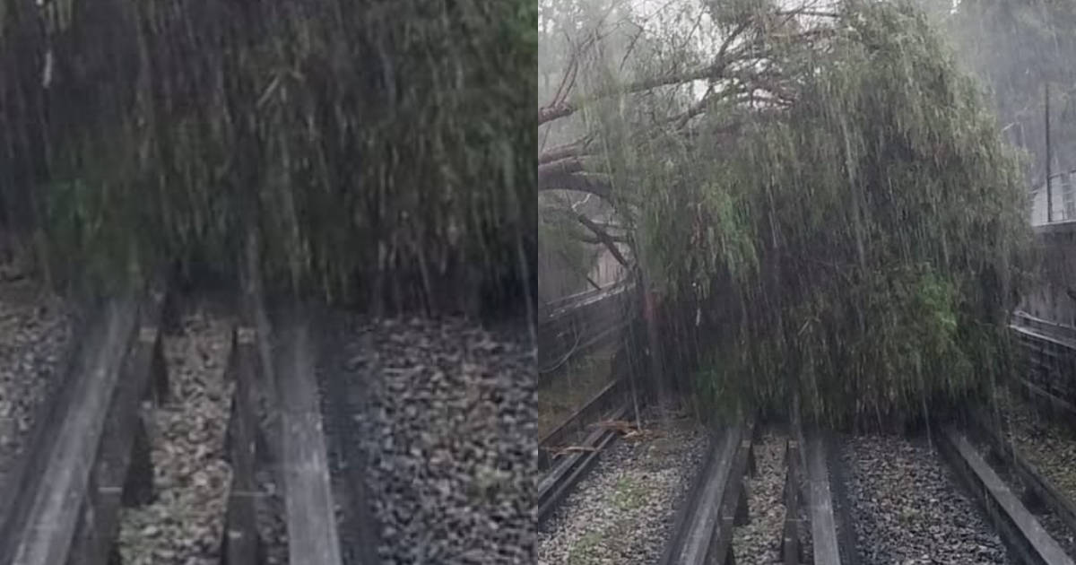 Cae árbol en vías del Metro de la L5 en Instituto del Petróleo; el servicio es suspendido