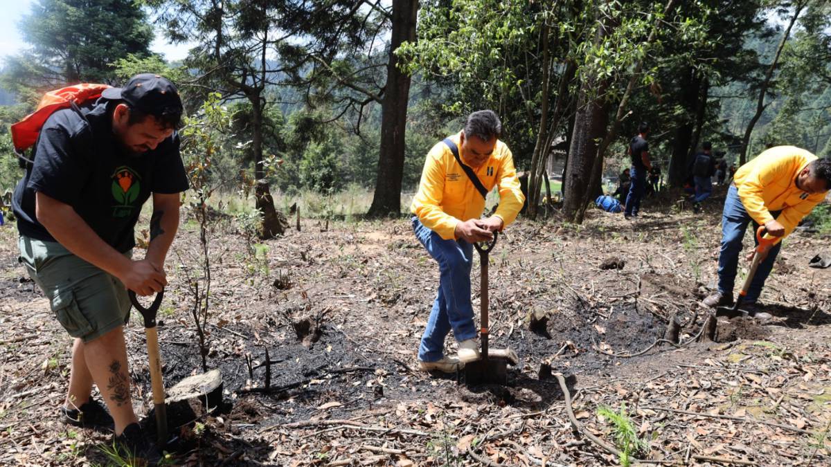 Refuerza Huixquilucan jornadas de reforestación para perseverar zonas boscosas