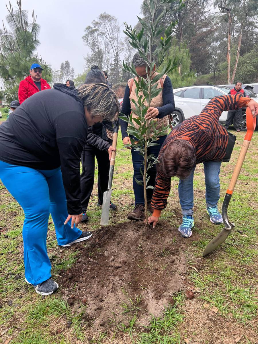 Metepec sin riesgo sanitario por plagas forestales