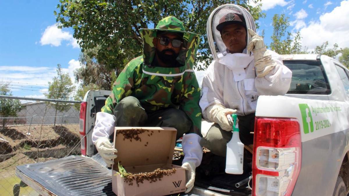 Tecámac: Rescatan 26 panales de abejas y 41 de avispas