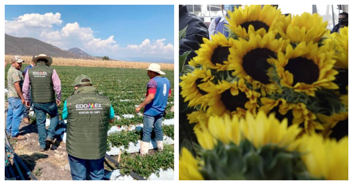 En el Edomex Villa Guerrero y Coatepec Harinas impulsan plan para exportación de flor