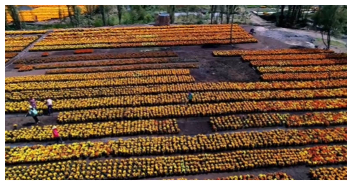 Migración de mexiquenses a EU deja sin mano de obra a cultivos de aguacate, flor y maíz: UAEMex