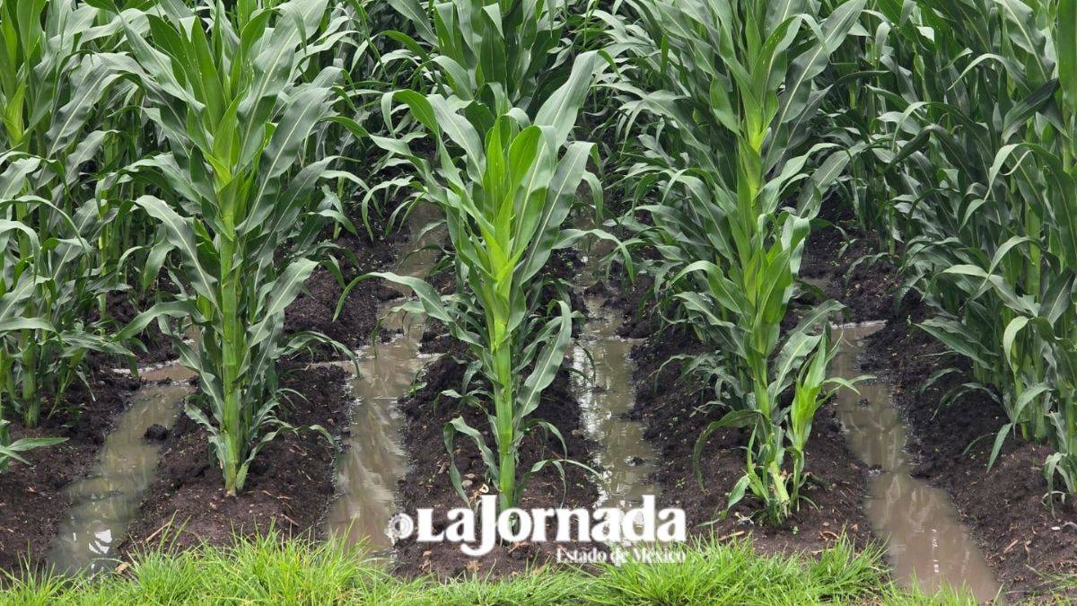 Edomex: Lluvia podrían generar pérdidas en siembra de cereales