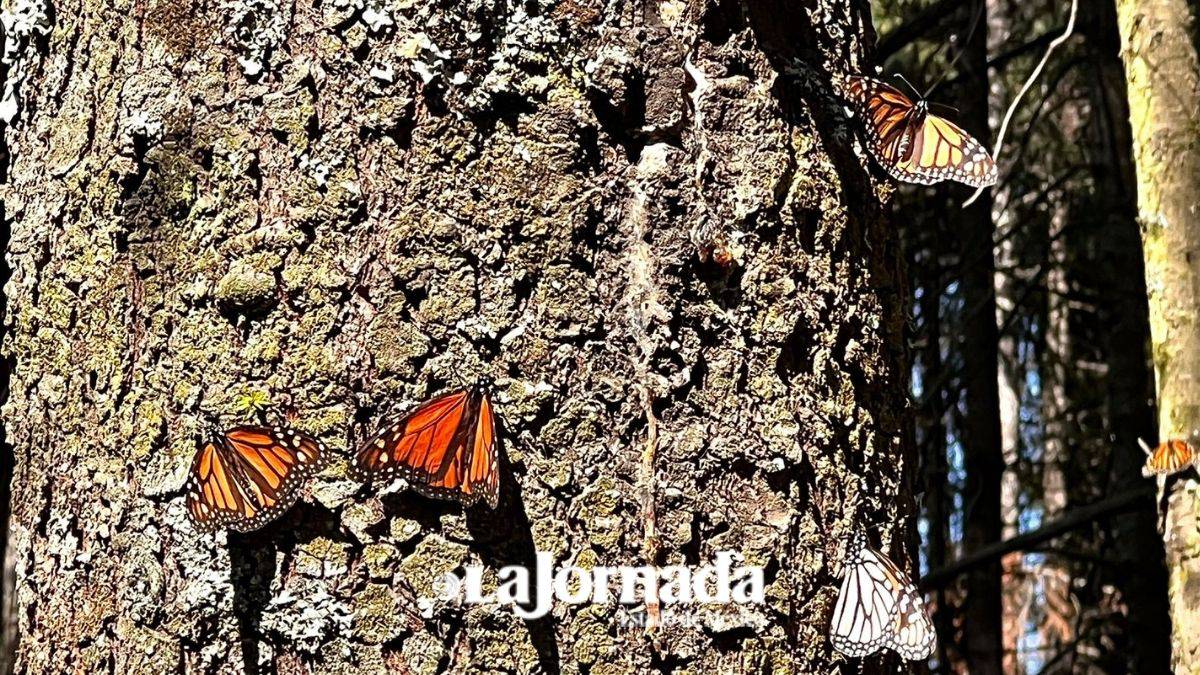 Plan Nacional para la Conservación de la Mariposa Monarca es renovado