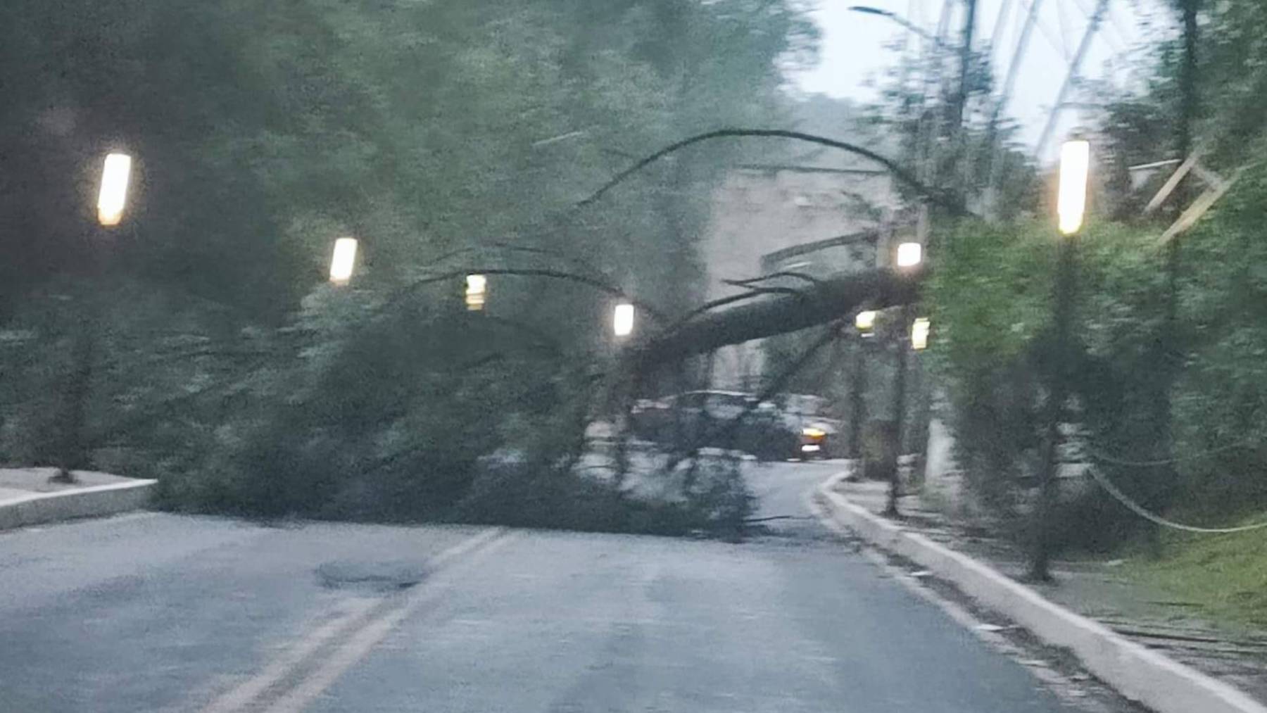 Reportan cierre vial en San Lorenzo Acopilco por la caída de un árbol