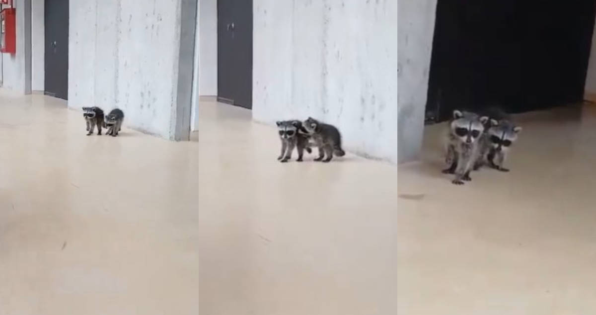 ¡Pedro, Pedro, P, y su hermanito! Bebés mapaches son captados en la UNAM y enternecen la red