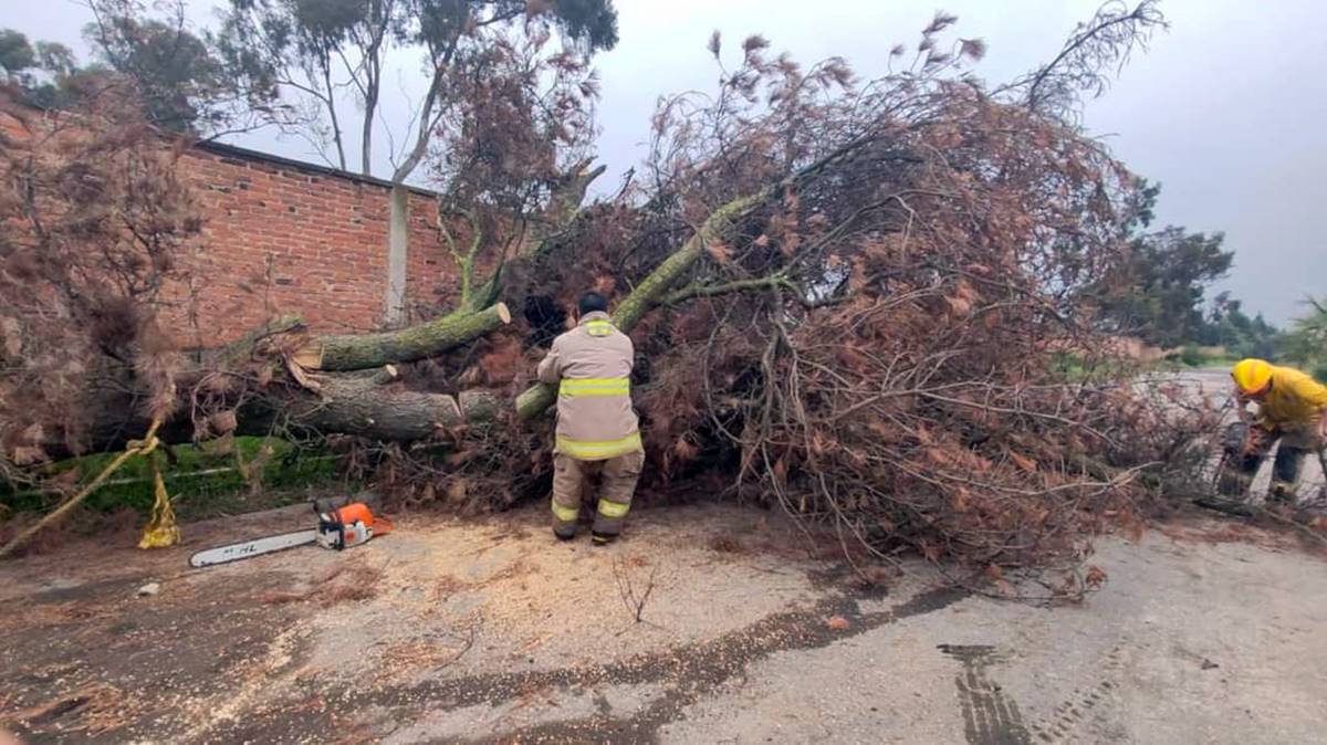 Amecameca: temporal causa caída de árboles y daños en vialidades