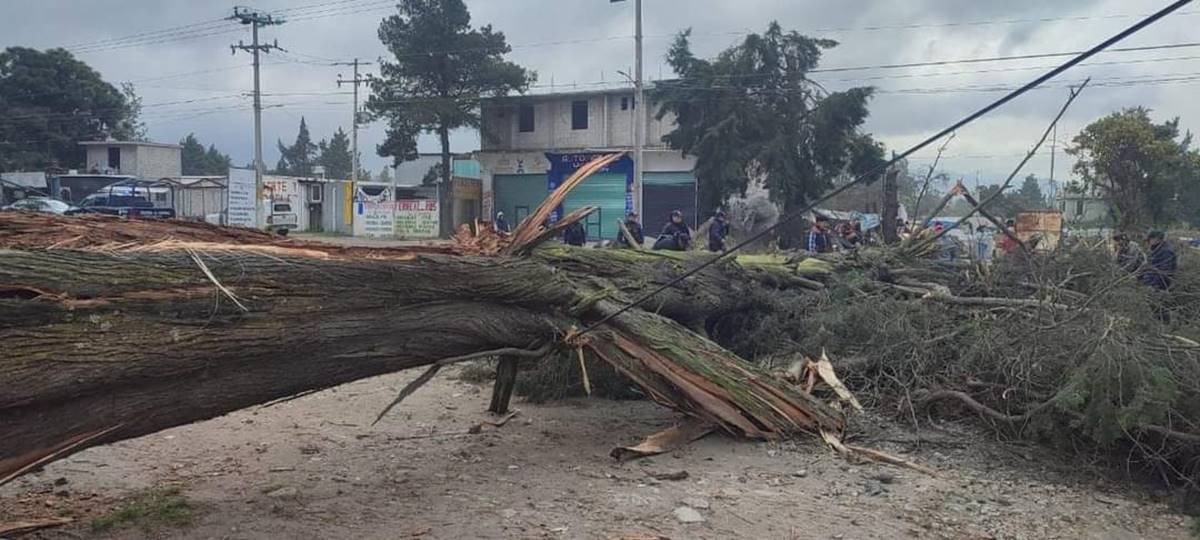 Fuertes vientos derriban árboles en Amecameca