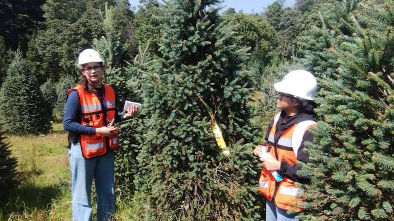 Investigadores advierten riesgo de plaga en árboles de Navidad importados 