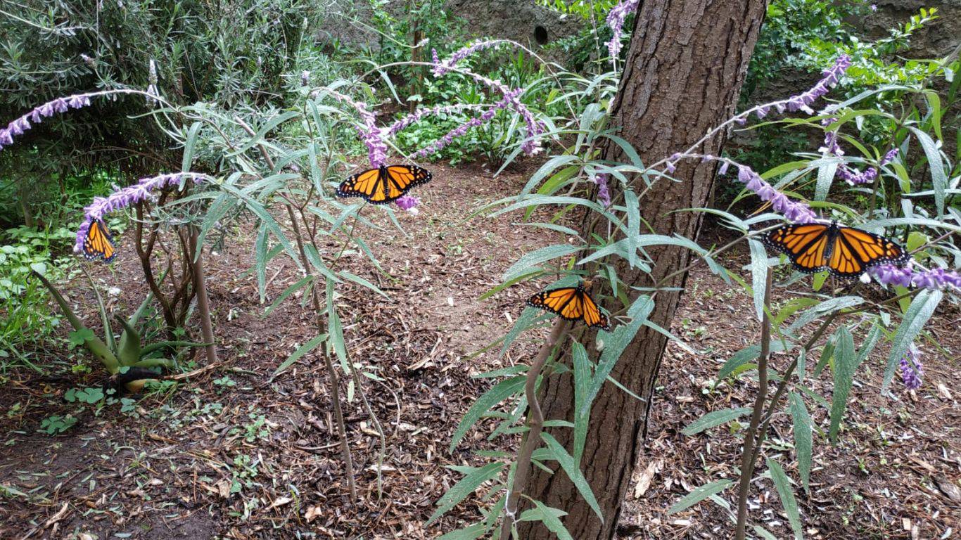 Edomex: Impulsarán llegada de Mariposa Monarca con jardines polinizadores