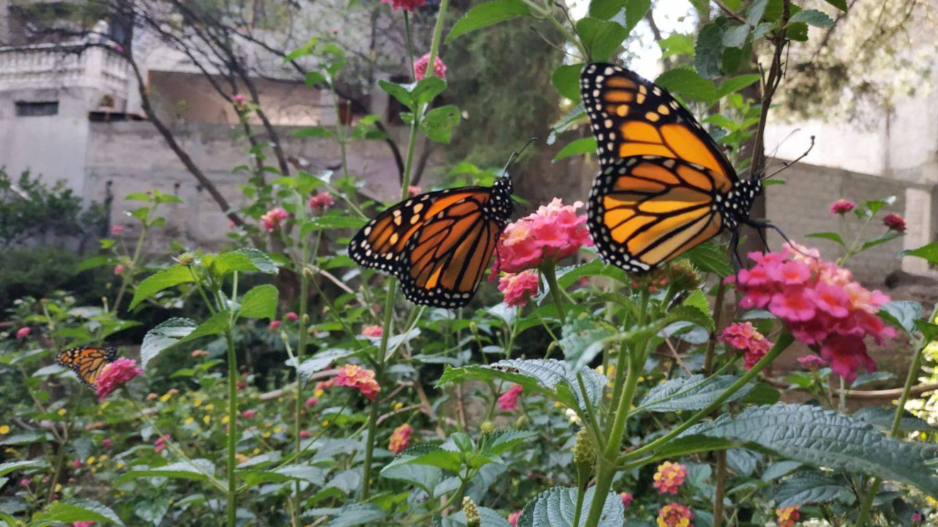 Cerro del Ehécatl es ruta migratoria de la Mariposa Monarca