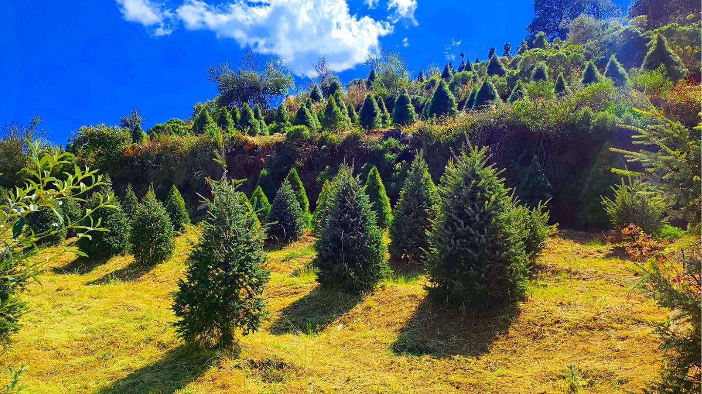 PROFEPA debe garantizar la sanidad en la importación de árboles de Navidad: Activista