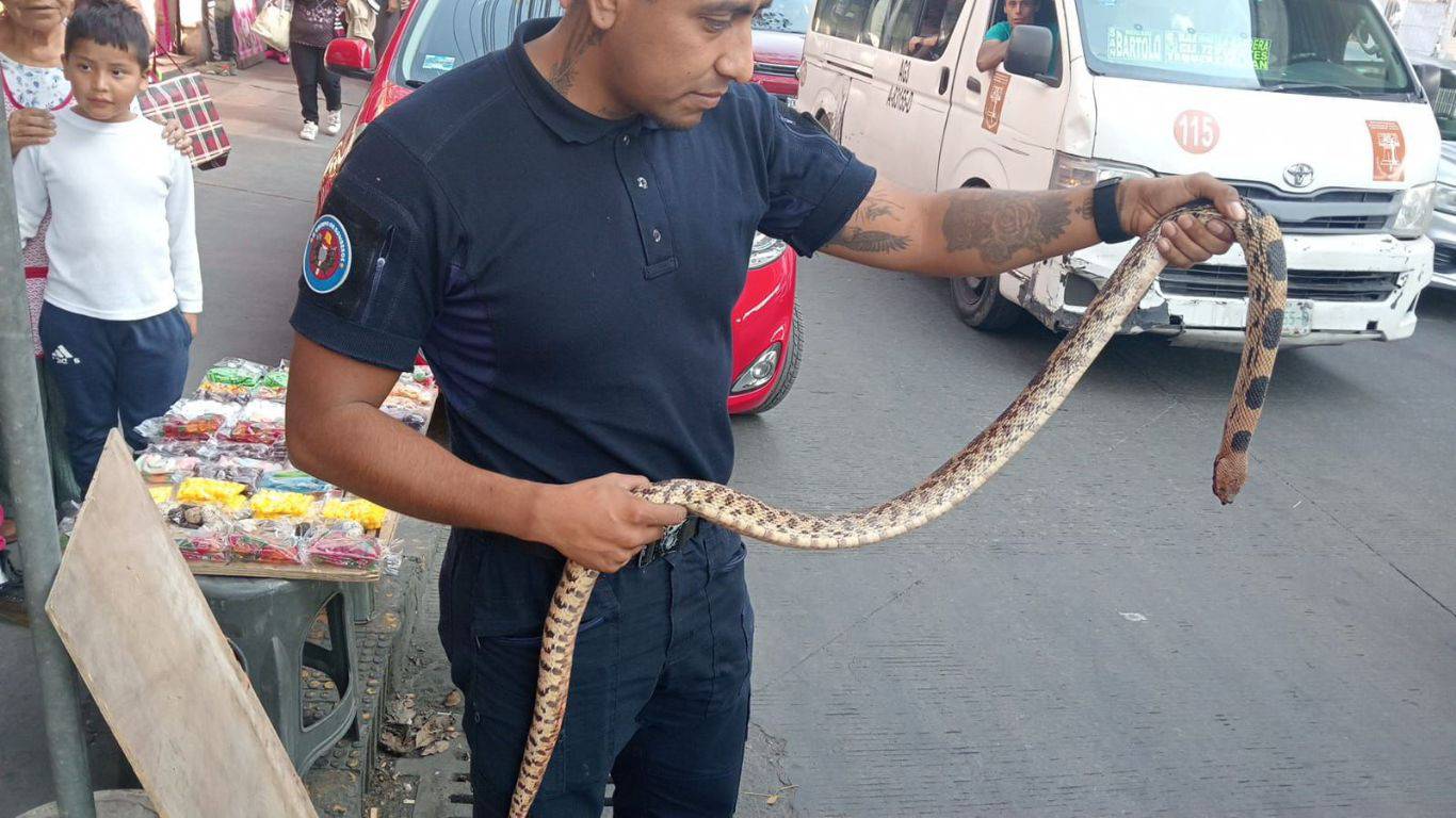 Serpiente muere arrollada en vía de Coacalco