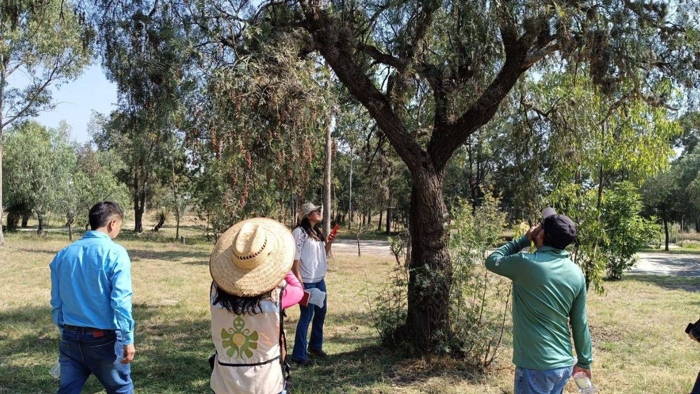 Teotihuacán: Detectan plaga en árboles y plantas endémicas