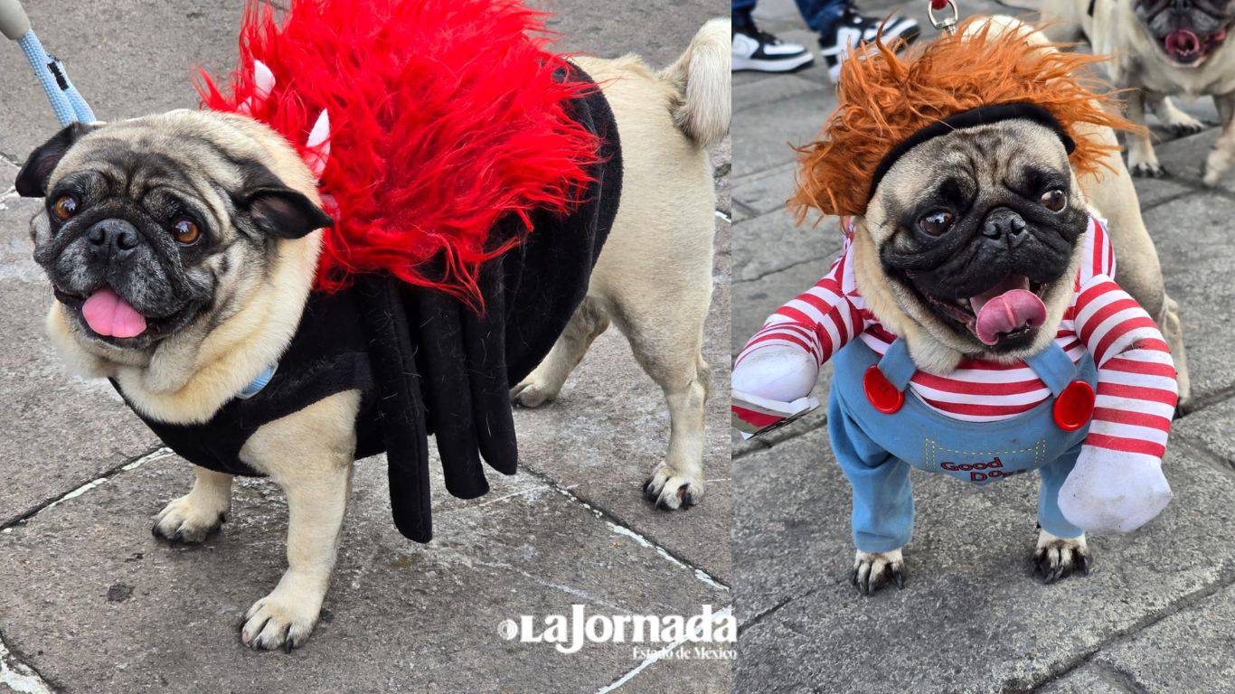 Toluca: Así se vivió la Caminata del Terror Pug en la Plaza González Arriata