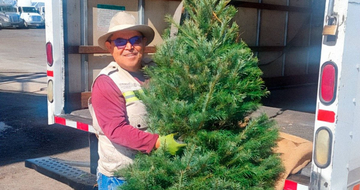 PROFEPA comienza inspección de árboles de Navidad para la temporada 2024