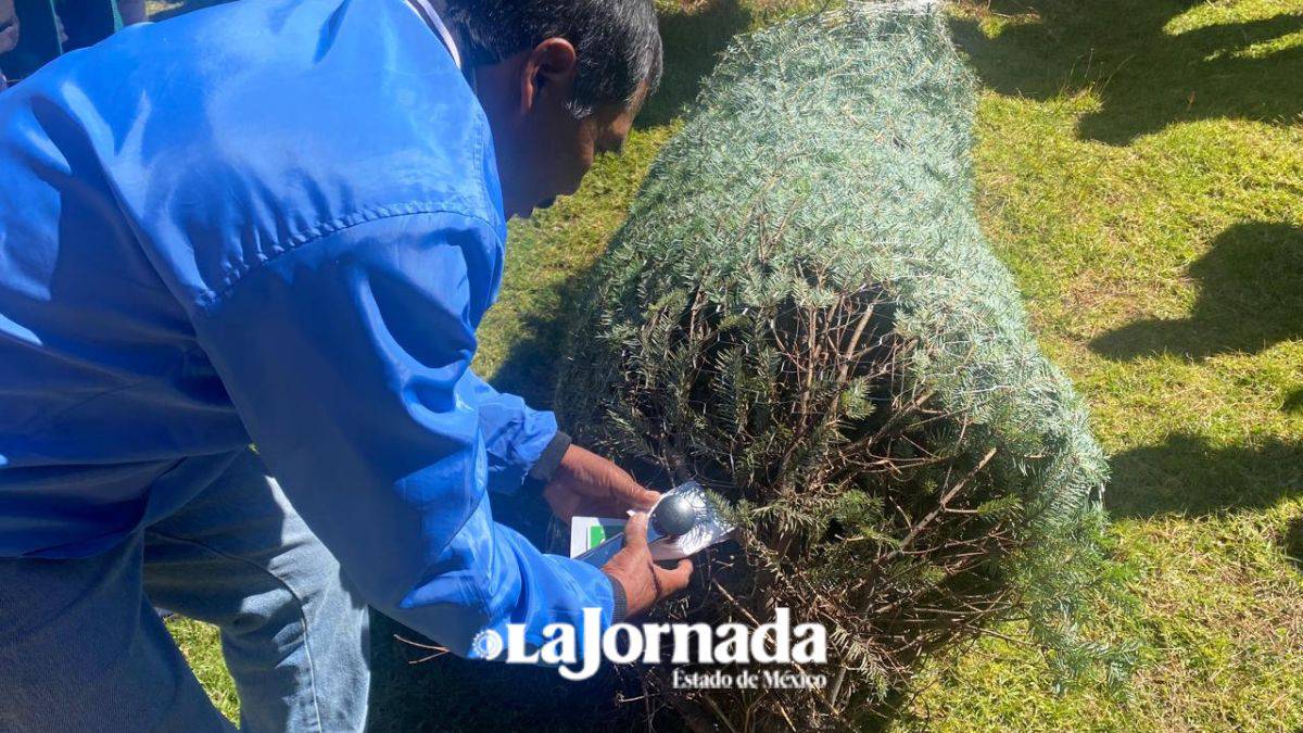 Temporada de árboles de navidad arranca en Los Volcanes