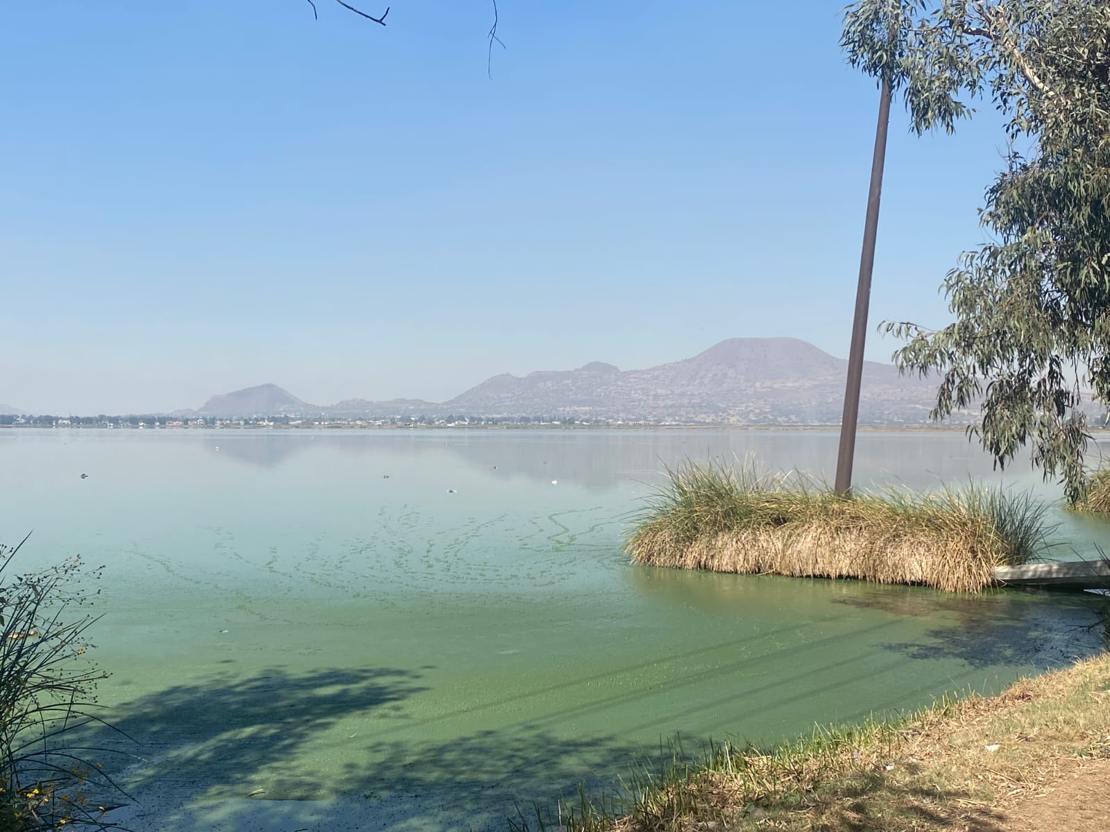 Xico persisten invasiones y contaminación en lagunas