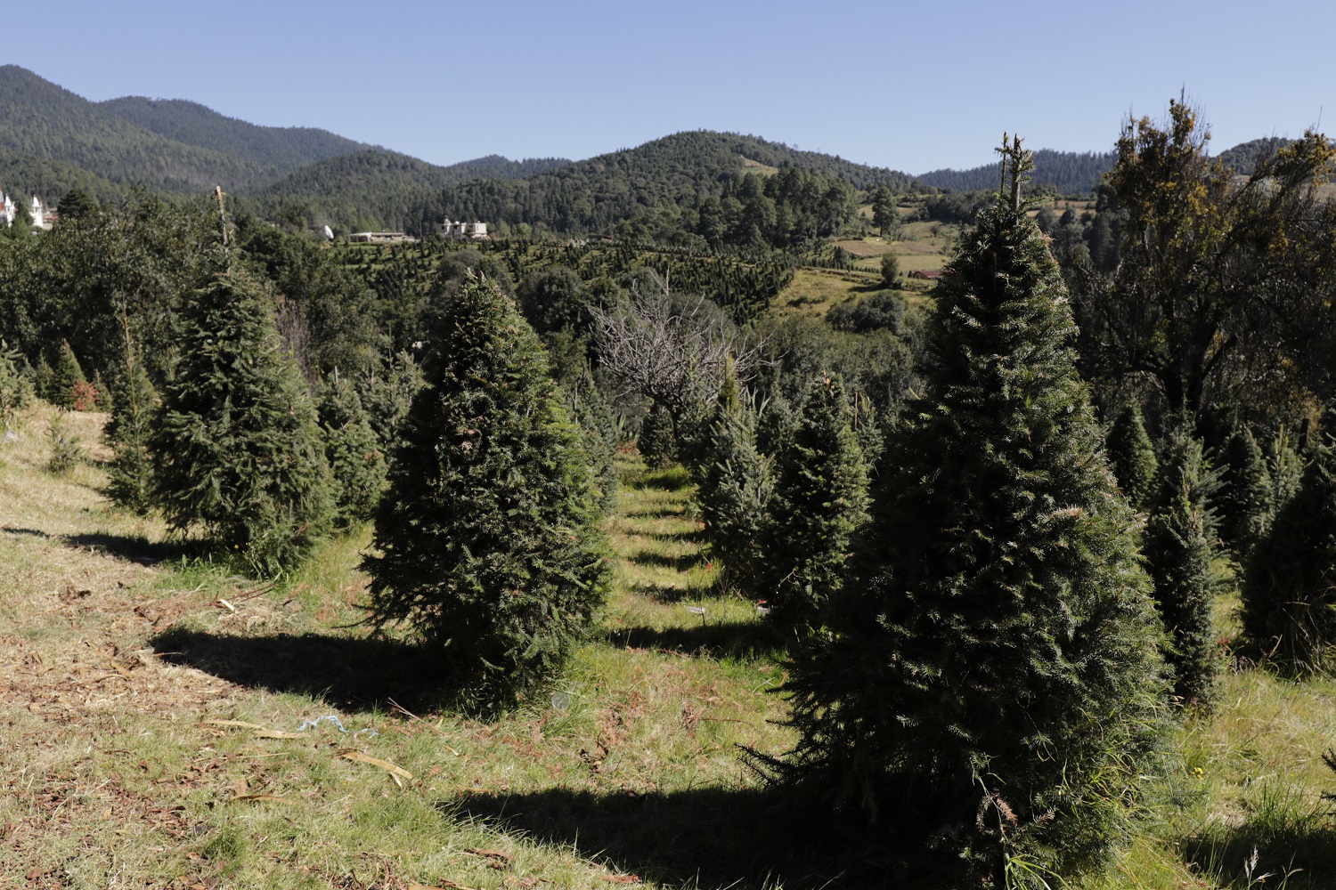 “Paraje Deshtó”, un destino navideño sustentable en Edomex