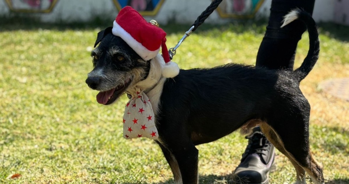 ¿Tienes multas? Puedes pagarlas paseando perritos rescatados del Metro CDMX