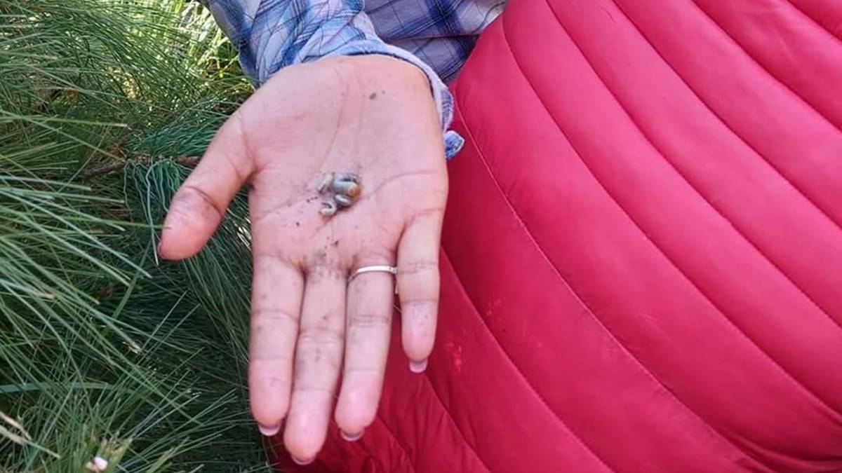 Control de plagas en árboles de navidad es reforzada en los volcanes