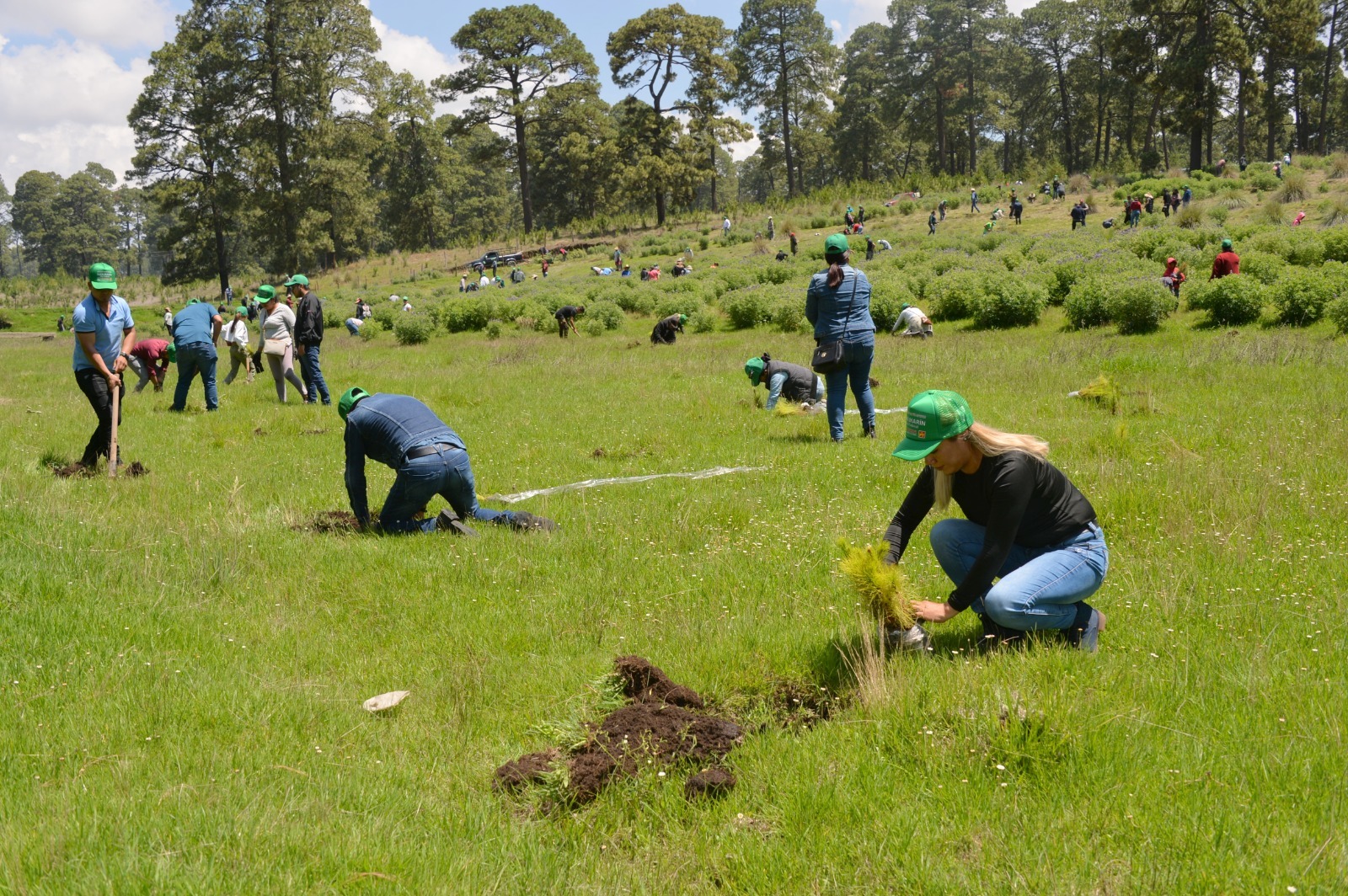 Restauran 250 hectáreas en Áreas Naturales Protegidas