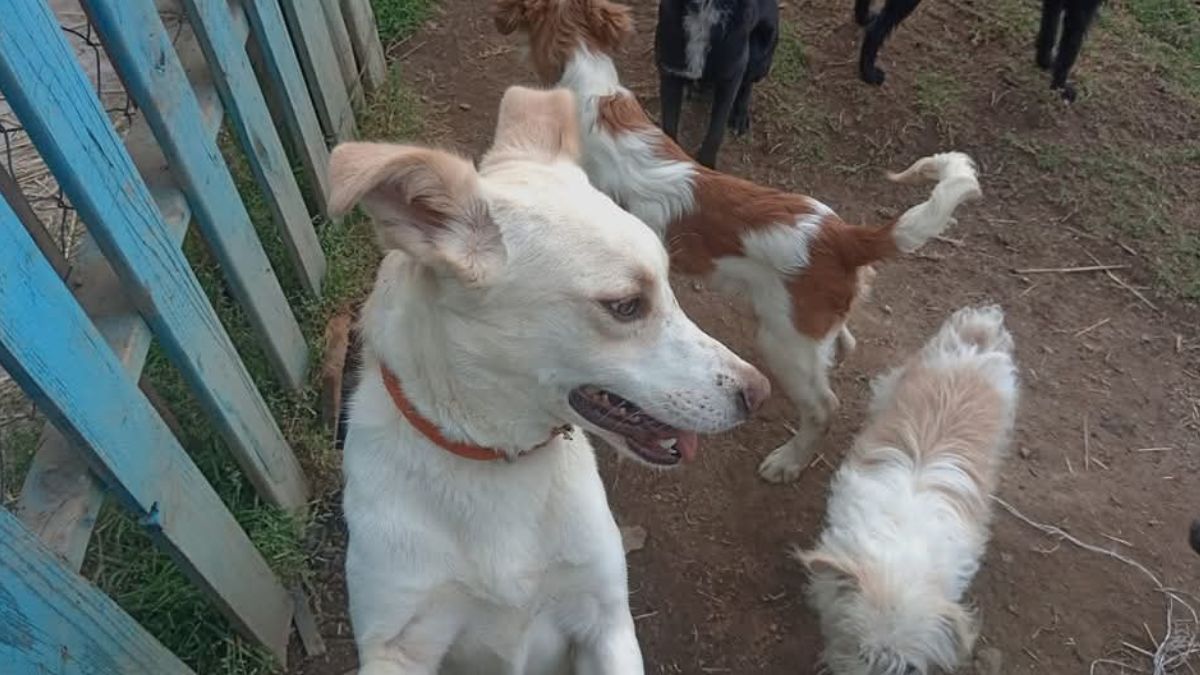 Matan a perritos en albergue de Amecameca